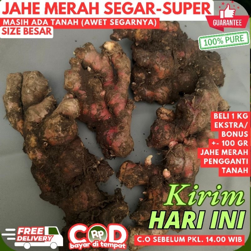 

JAHE MERAH SEGAR SUPER, UKURAN BESAR/JUMBO, MASIH ADA TANAH (SEGAR LEBIH LAMA) + EKSTRA GANTI TANAH