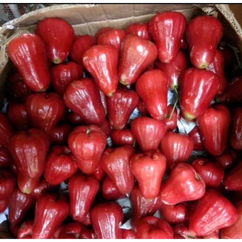 

JAMBU CITRA MANIS BANGET