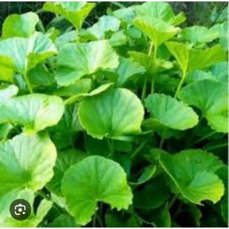 

daun pegangan segar/antanan