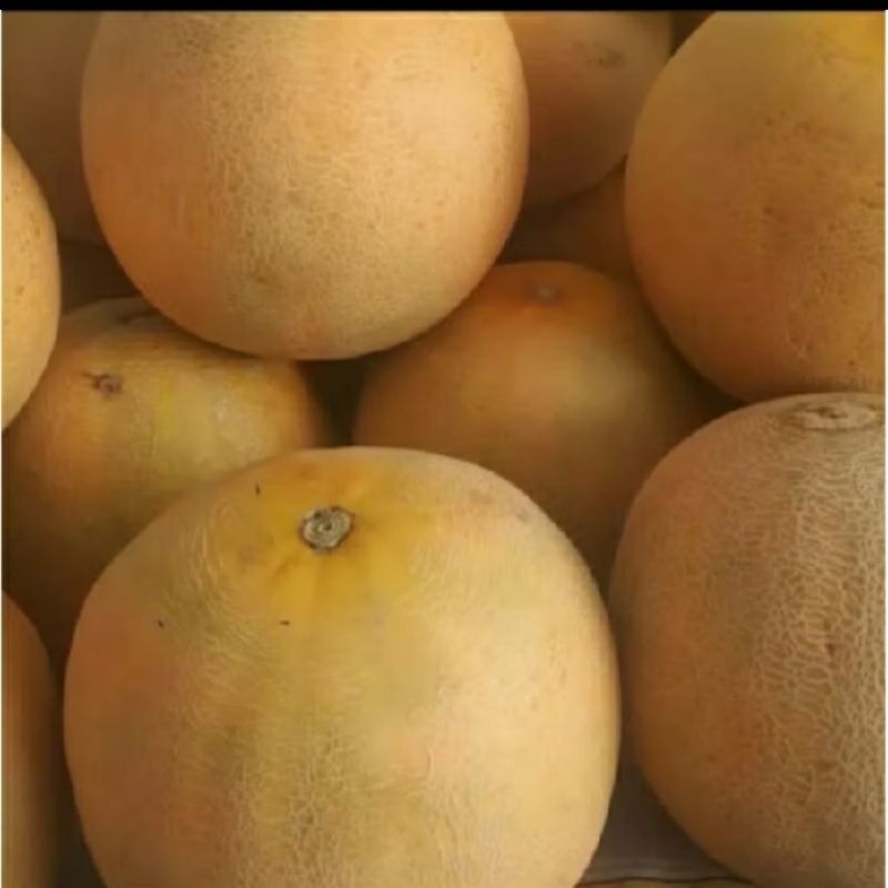 biji benih melon madu daging kuning isi 10 butir