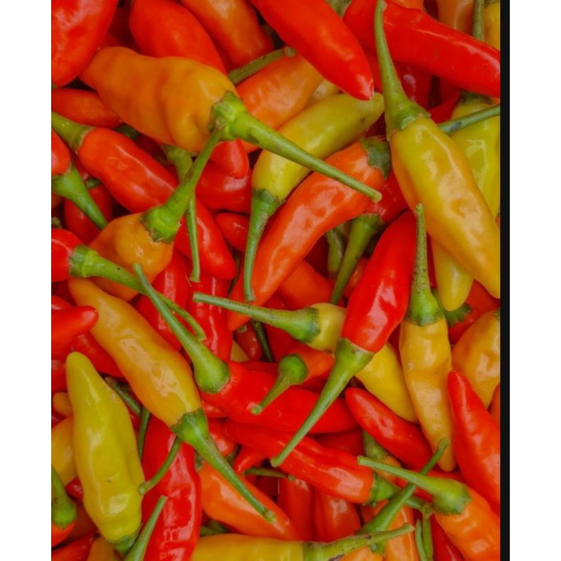 

CABE /CABE RAWIT 5 kg langsung dr petani