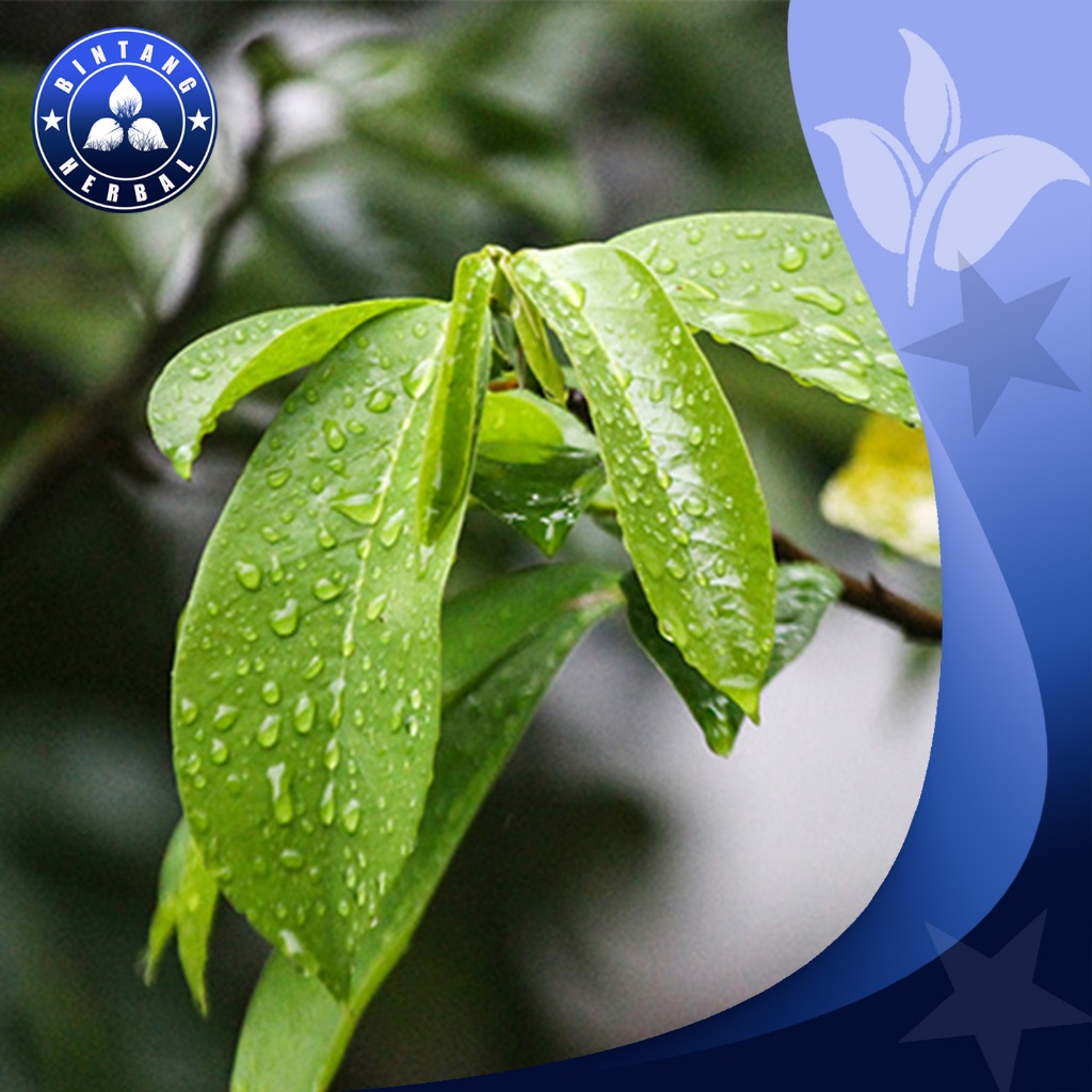 

DAUN SIRSAK SEGAR - BINTANG HERBAL