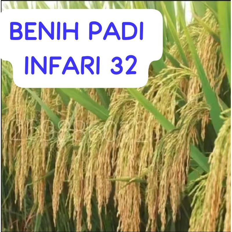 BENIH/BIBIT PADI INFARI 32 Kemasan 1 Kg