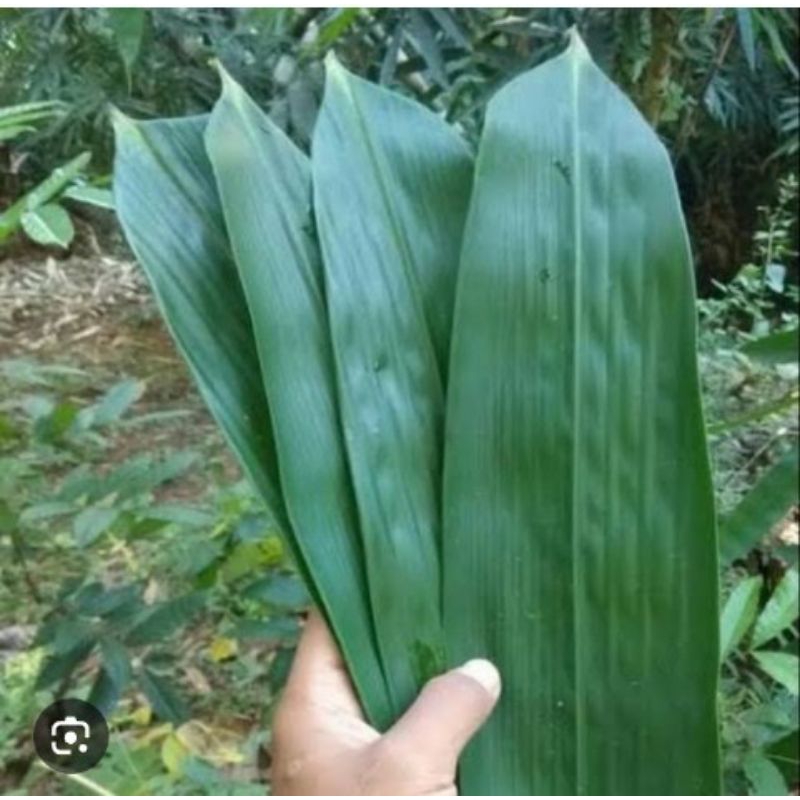 

Daun bambu segar 500gr murah