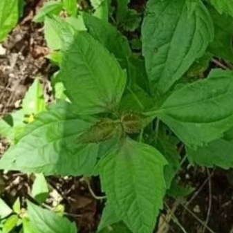 

Daun Kirinyuh / Balakacida Segar Obat Herbal 200gr