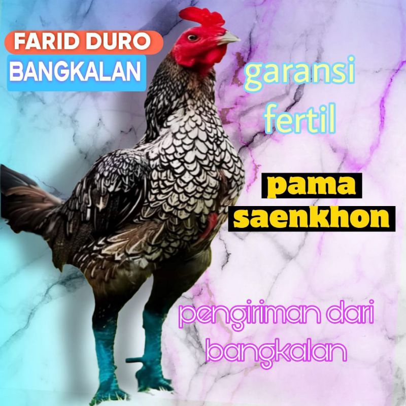 

Telur fertil pama mahanakhon saenkhon / COD