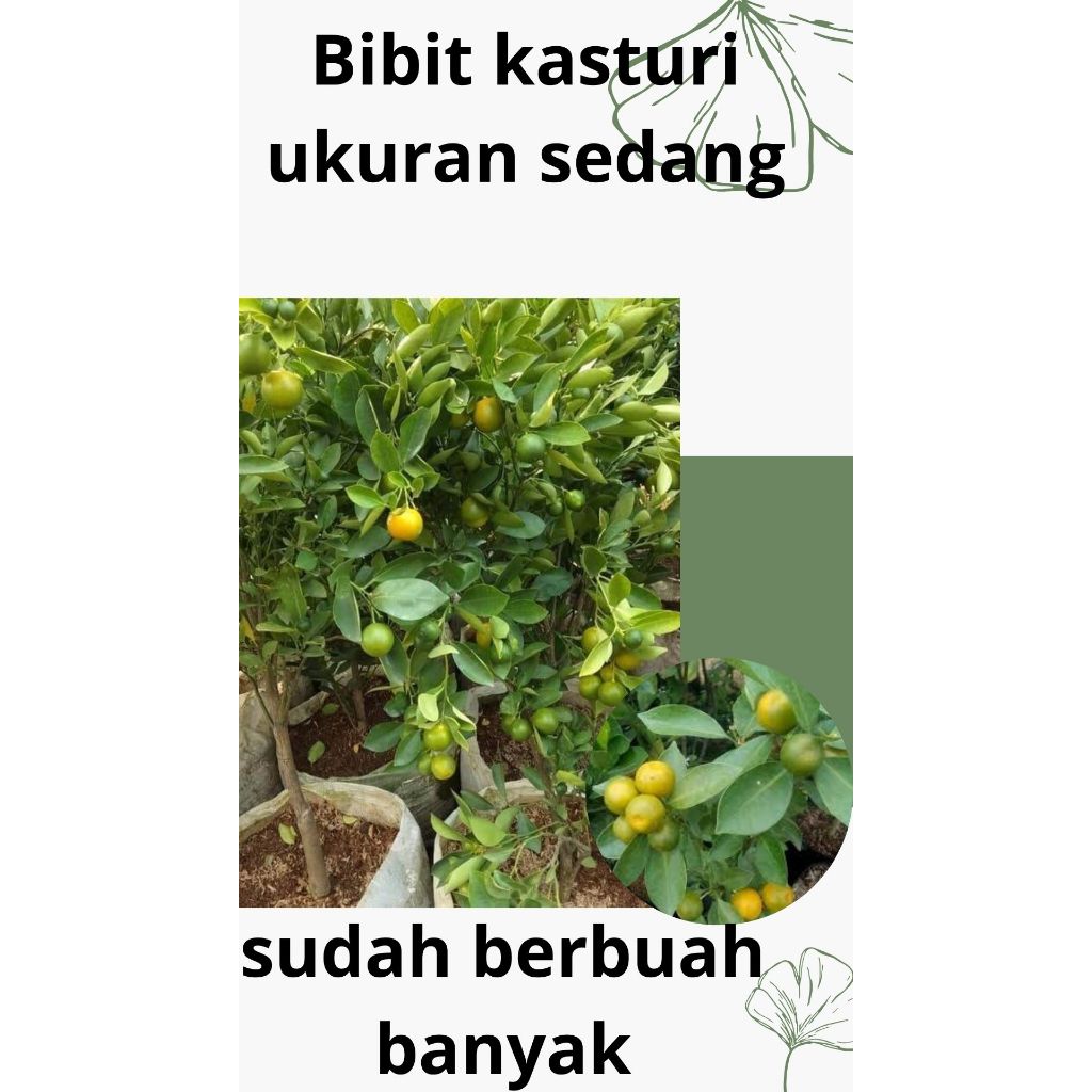 Bibit kasturi ukuran 40-60 cm Sudah berbuah banyak|tanam dalam pot BELI 3 GRATIS 1 MANGGA HARUM MANI
