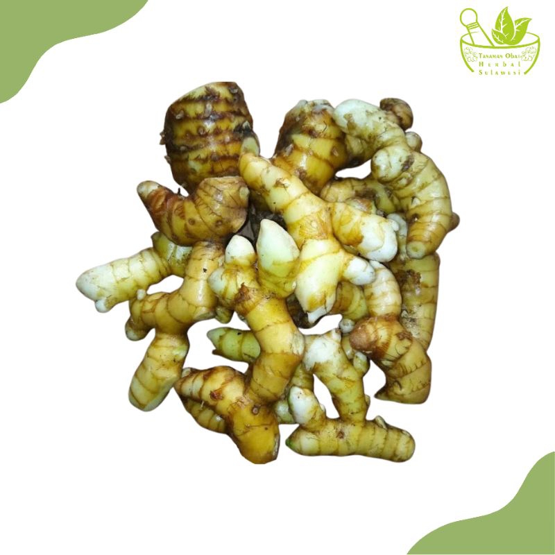Rimpang Temu Mangga Segar (500 Gram)