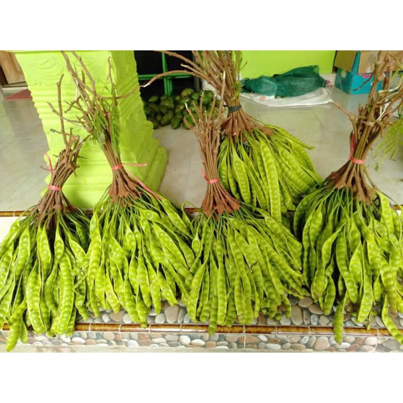 

petai