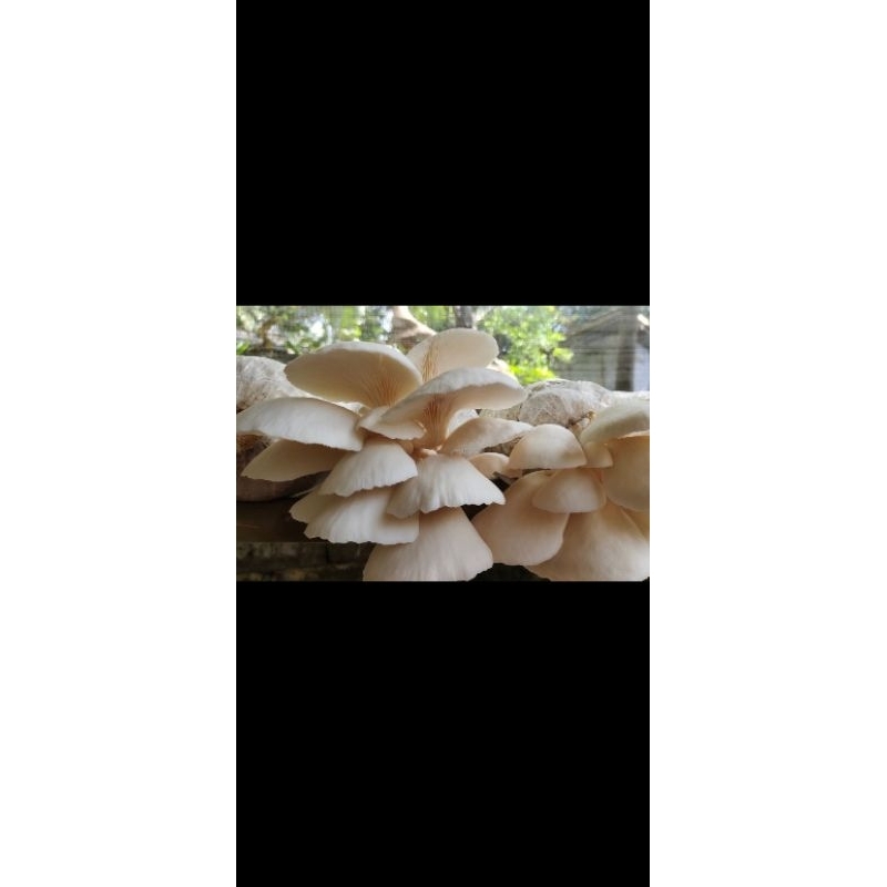 

jamur asli pilihan