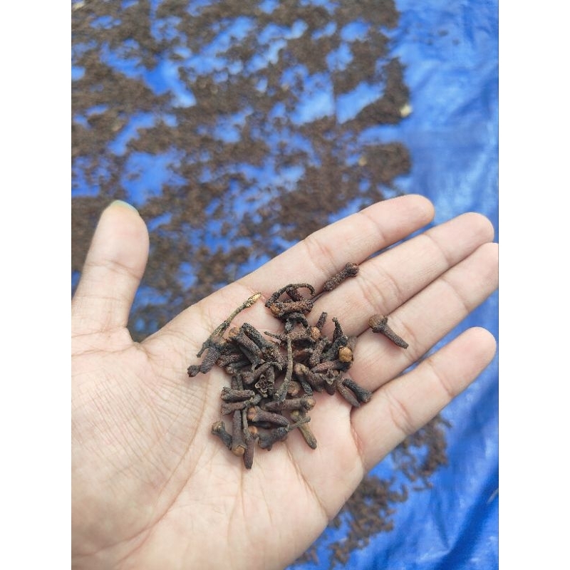 

1kg Cengkeh / clove kering ready eksport