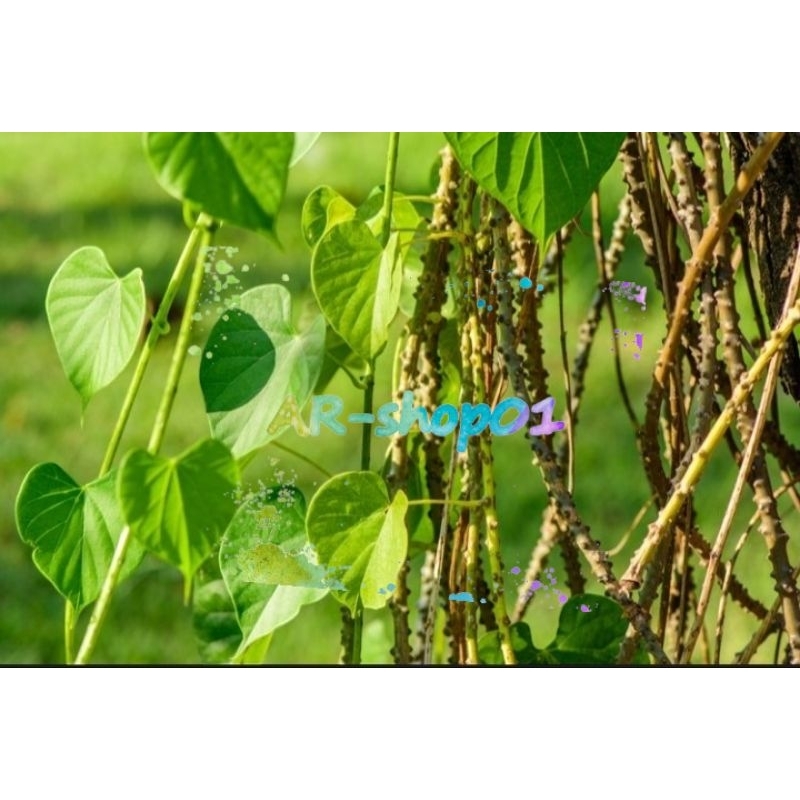 

brotowali segar murah obat herbal | brotowali fress per 1kg