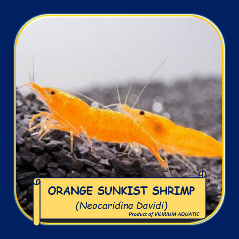 IKAN HIAS AIR TAWAR - UDANG HIAS ORANGE SUNKIST / UDANG AQUASCAPE ORANGE SUNKIST