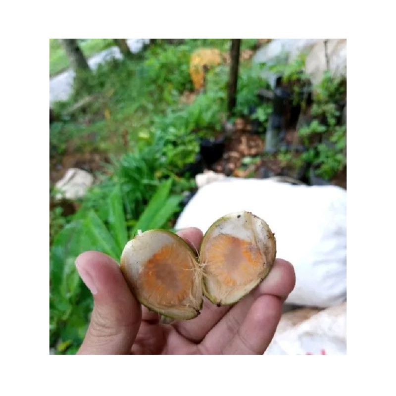 

pinang muda/ jambe muda segar 500 gram