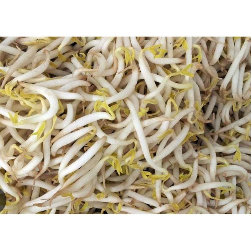 

TOGE / KECAMBAH FRESH SEGAR MURAH 1 KG