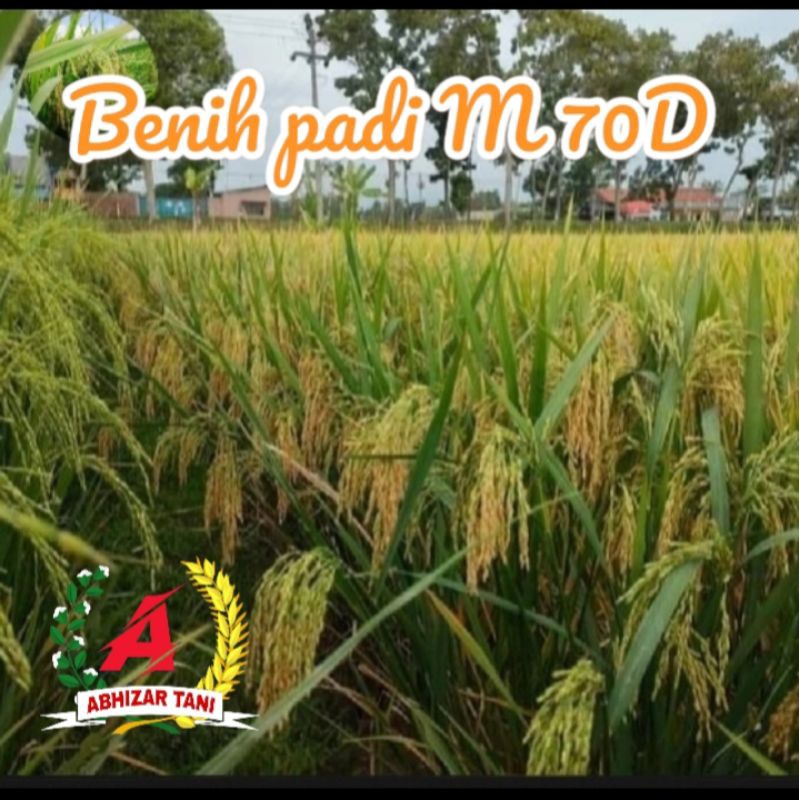 BENIH PADI M 70D BERKUALITAS, Kemasan 5kg