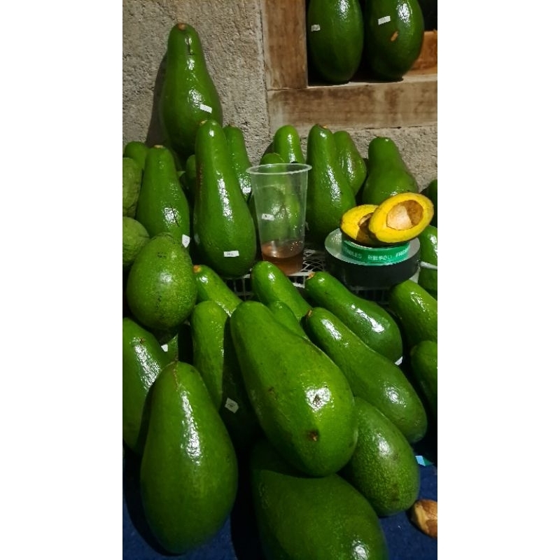 

Alpukat Pluwang SUPER A (GARANSI 100%)