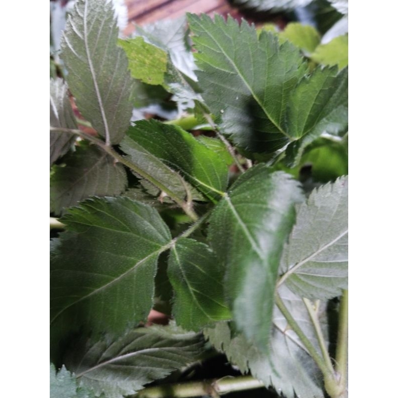 

daun arbei/daun arben raspberry segar 300gram