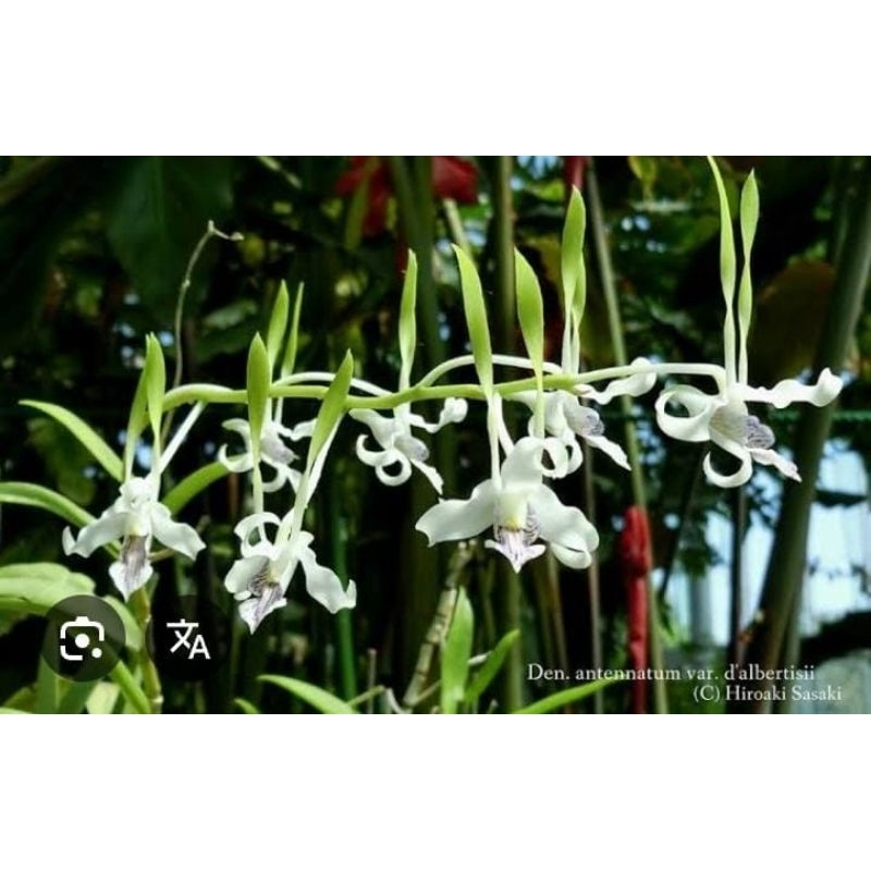 Anggrek Dendro Antennatum Albertisii