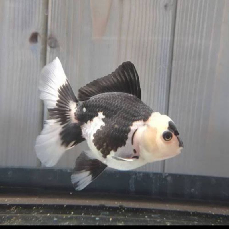 

Stiker koki panda ukuran s