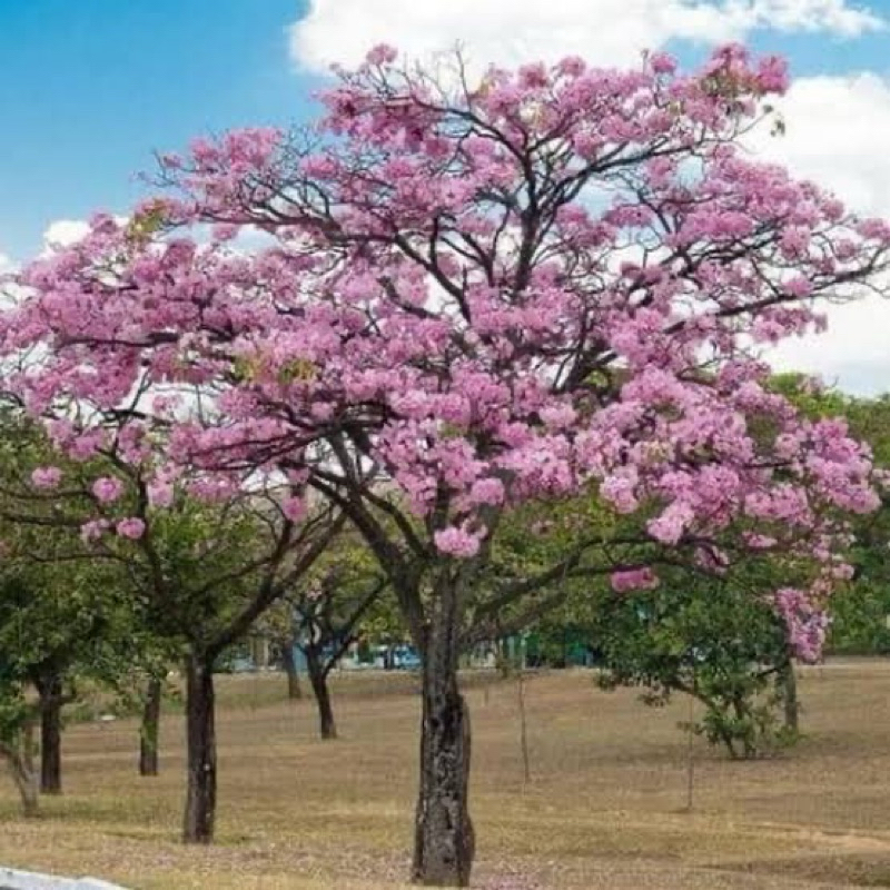 Benih Tabebuya Pink Rosea (sakura)
