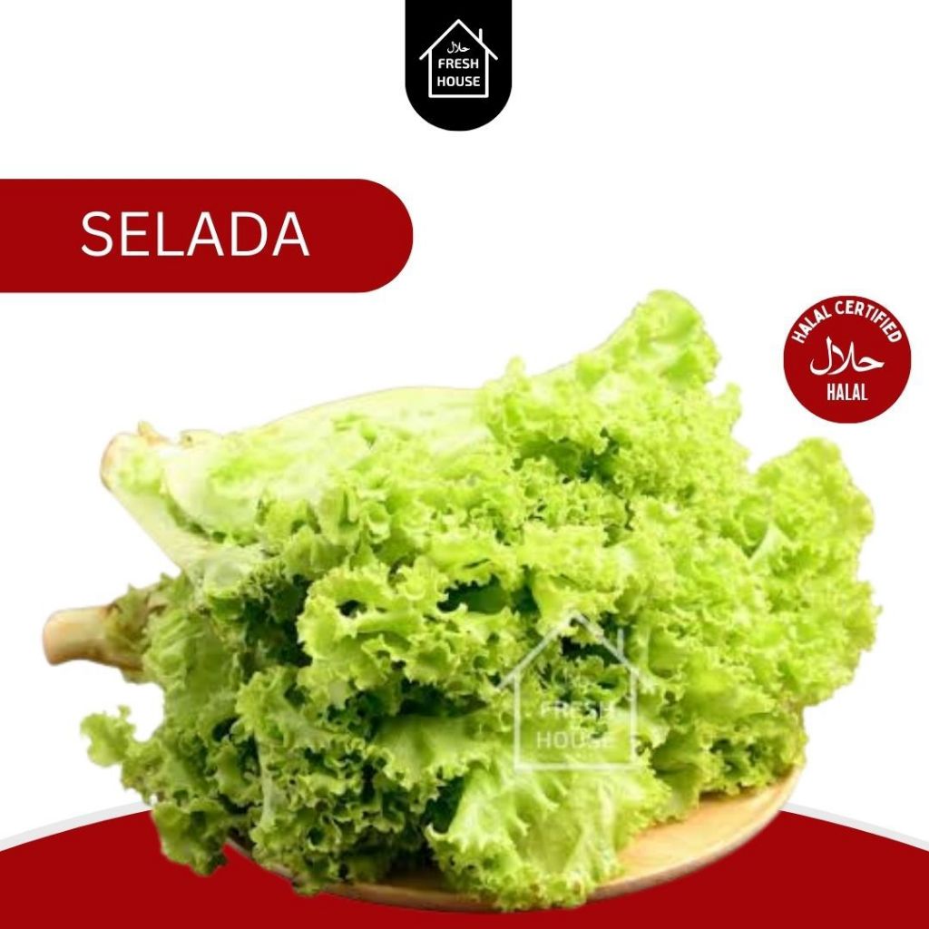 

HIDROPONIK SELADA KERITING FRESH