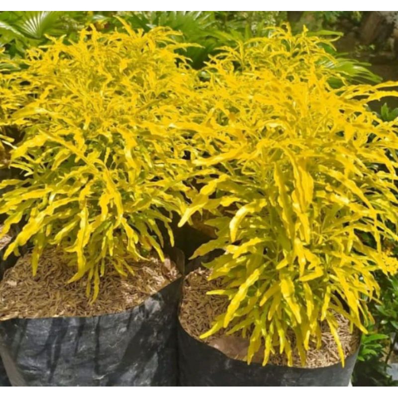 

Tanaman Brokoli Kuning