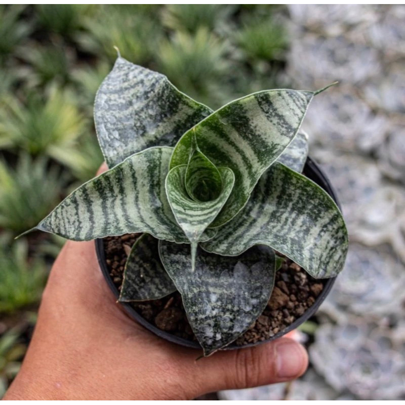 tanaman hias sansiviera hybrid spider - sansivera tapis kodok mini