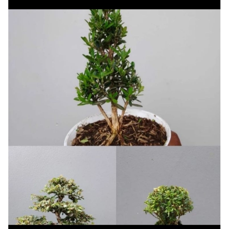2jenis bonsai jadi tinggal pajang
