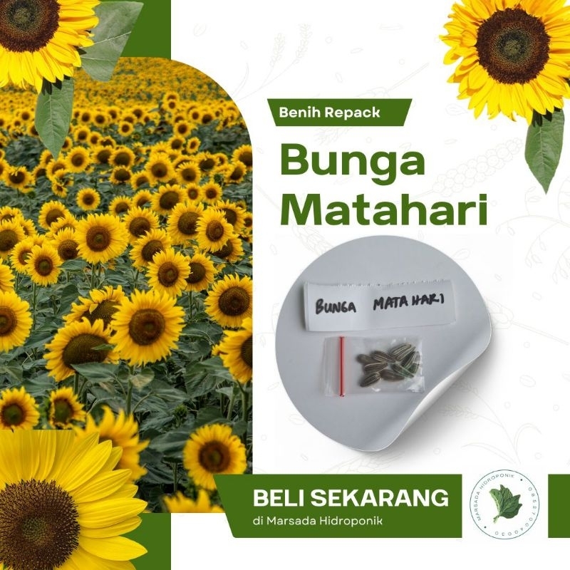 Benih Bibit Bunga Matahari Kuning Sunflower Mudah Tumbuh