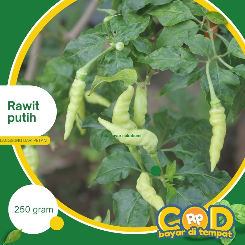 

cabe rawit putih 250gr