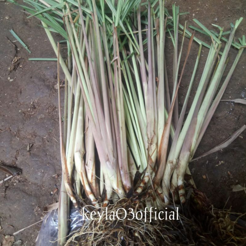 serai merah atau serai wangi 1kg