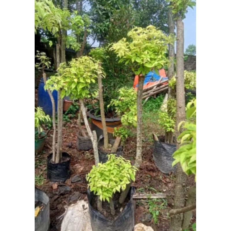 anting Putri bonsai taman anting Putri bonsai 1meter