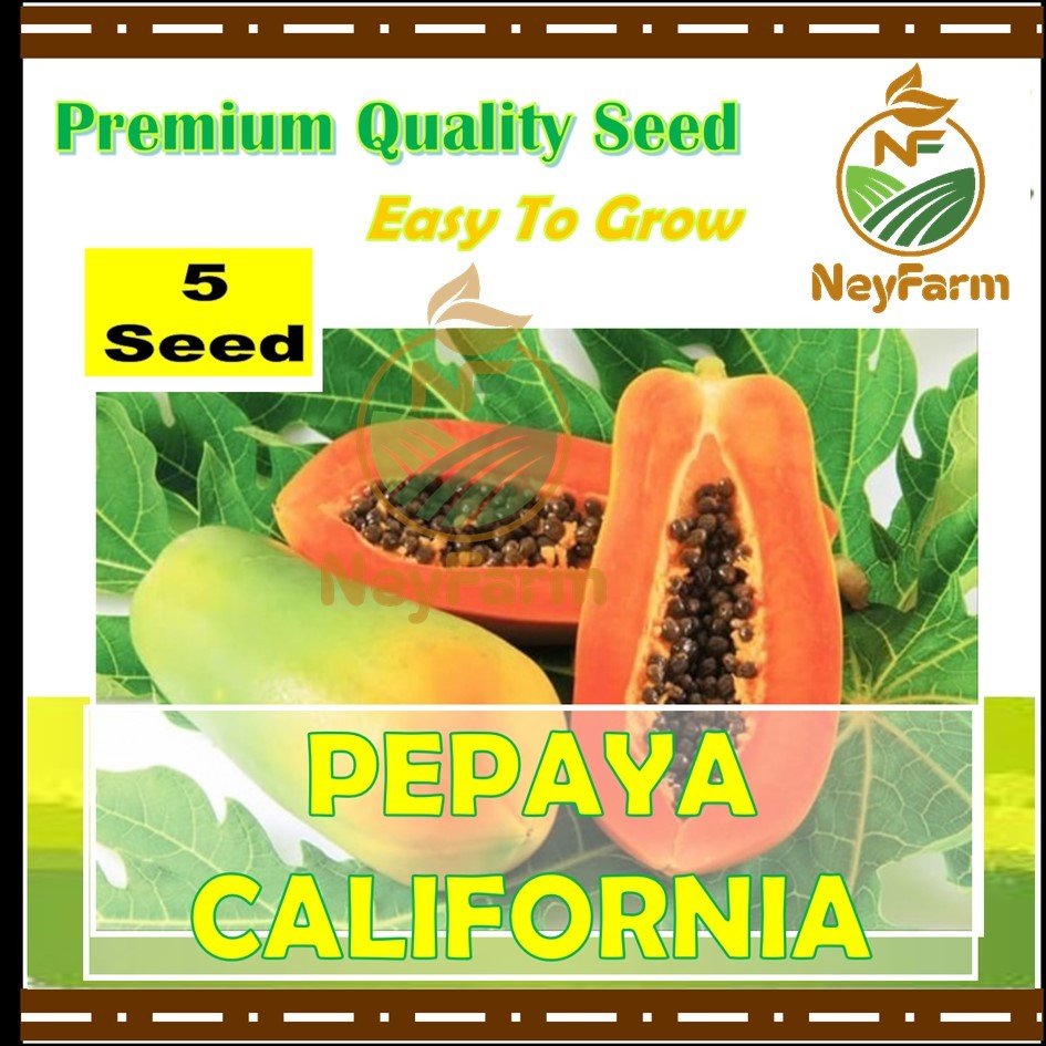 5 Biji Benih Pepaya California Buah Pepaya California Benih Buah Berkualitas