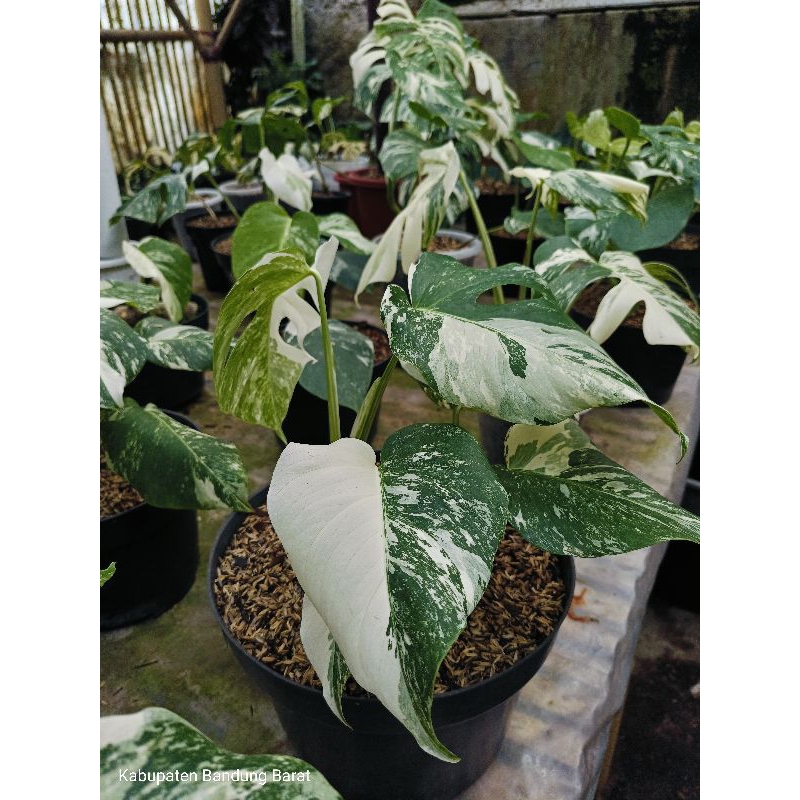 Bonggol daun pancing monstera variegata