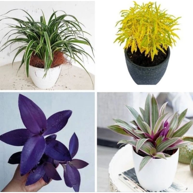 paket murah bunga hidup - paket 4 tanaman hias hidup