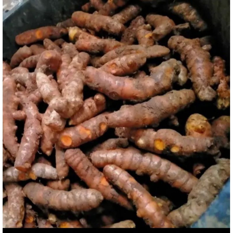 

Kunir Kunyit segar SP AB 1 kg