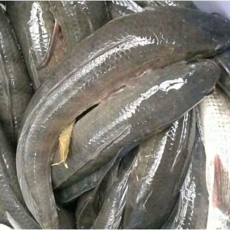 

ikan gabus hidup 1kg gratis di bersihkan