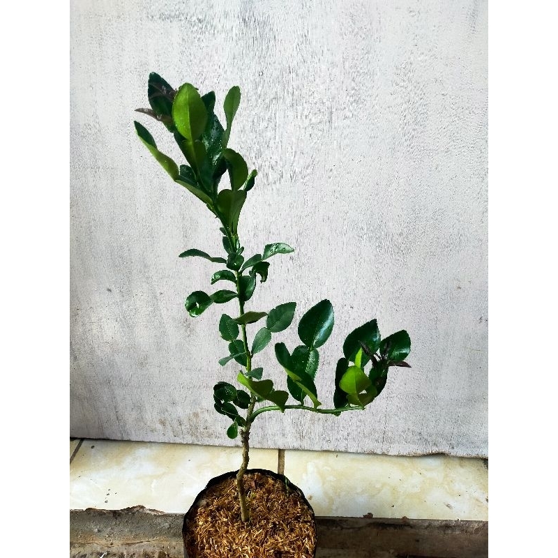 Bibit jeruk daun purut