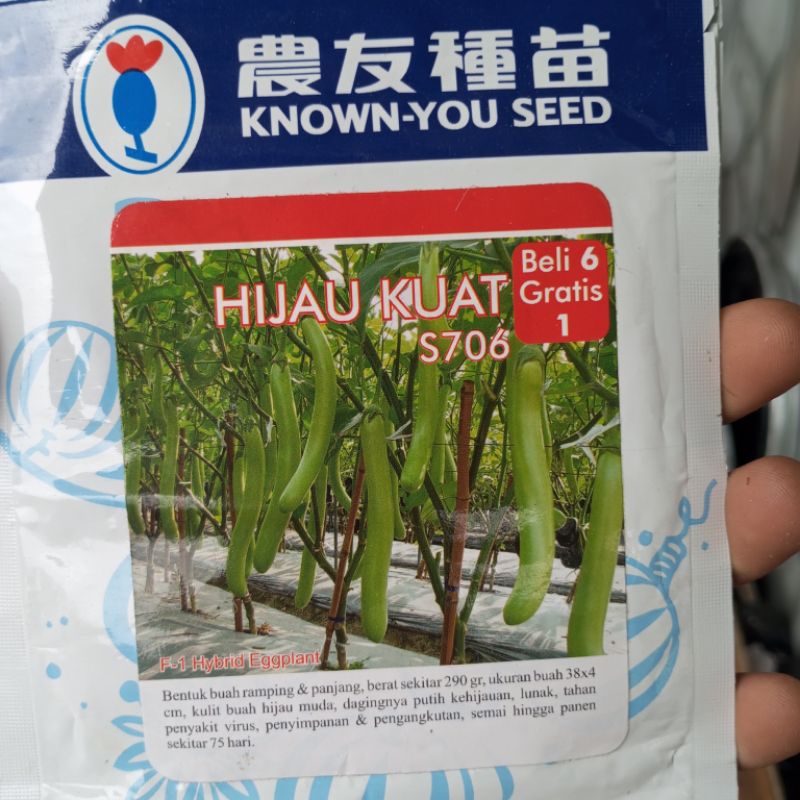 benih terong hijau kuat original