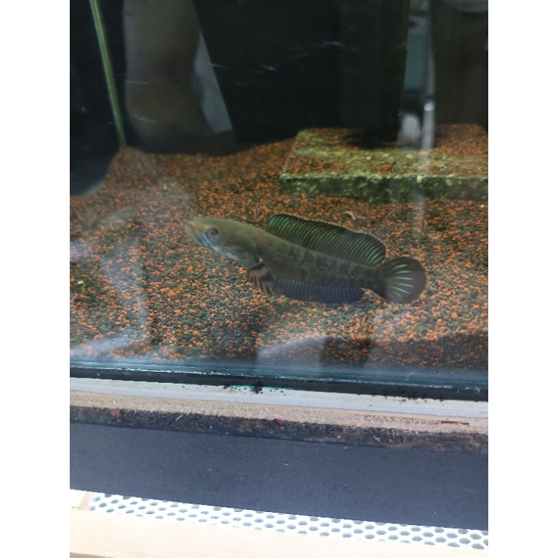 Andrao Blue Size 7-8cm Single Tank Full Pelet Channa Snakehead