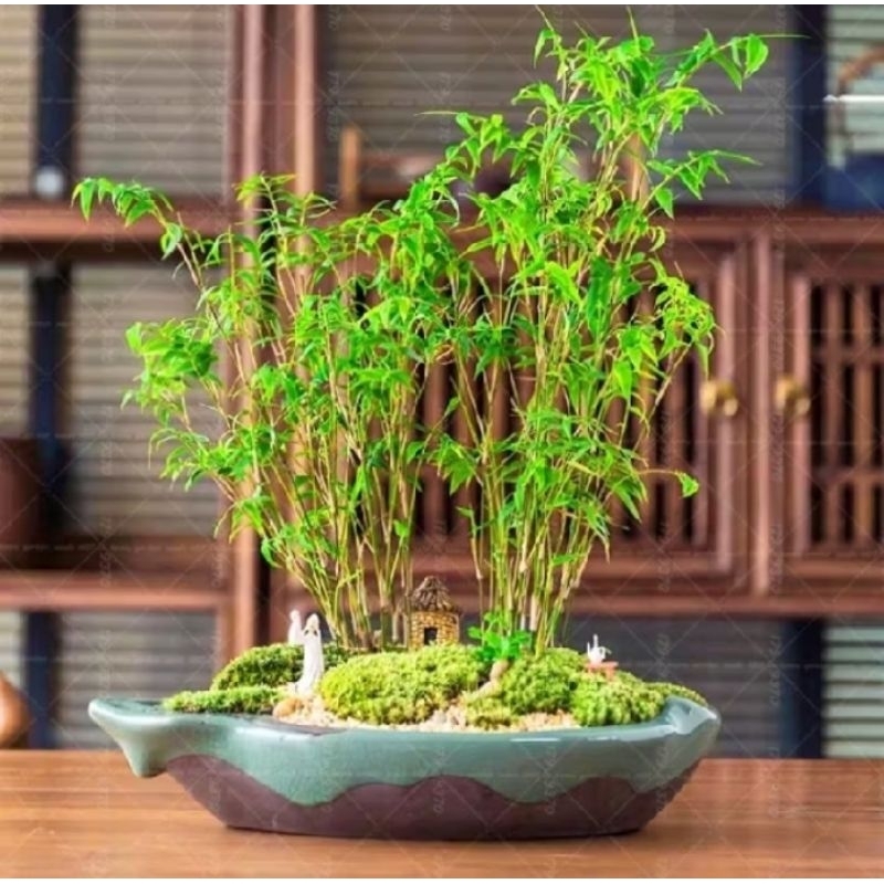 Tanaman Bambu Micro / tanaman bambu mini