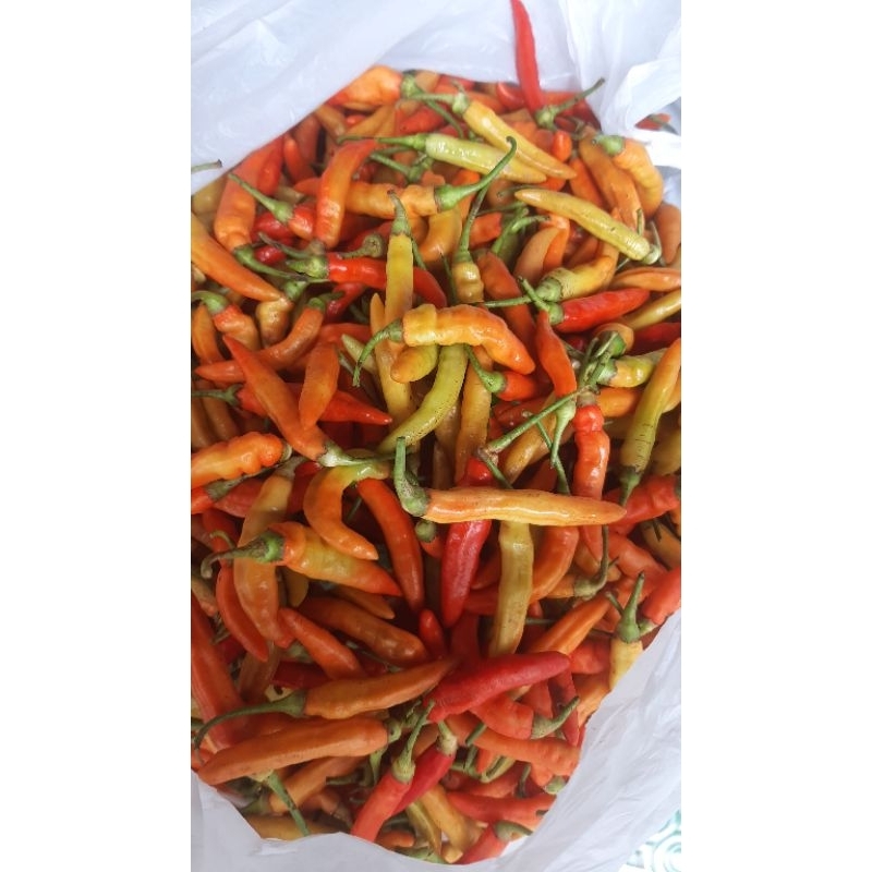 

cabe rawit langsung dari petani 500gr