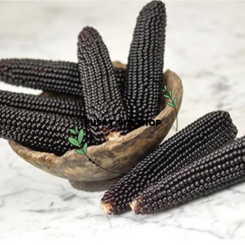 

Corn Seeds 10 PCS Bibit Benih Biji Tanaman Jagung Hitam Pakan Burung Siap Tanam