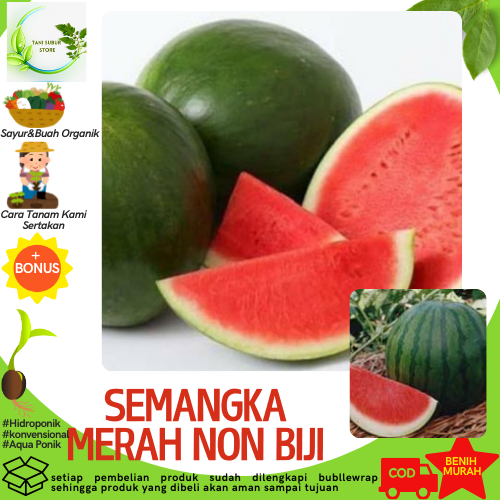 4 Biji Benih SEMANGKA MERAH NON BIJI "MADRID F1" HIBRIDA
