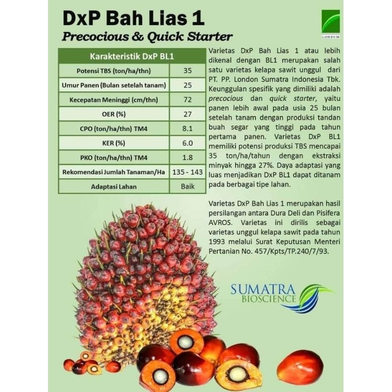 BIBIT BENIH KECAMBAH SAWIT POLONG LONSUM ORIGINAL