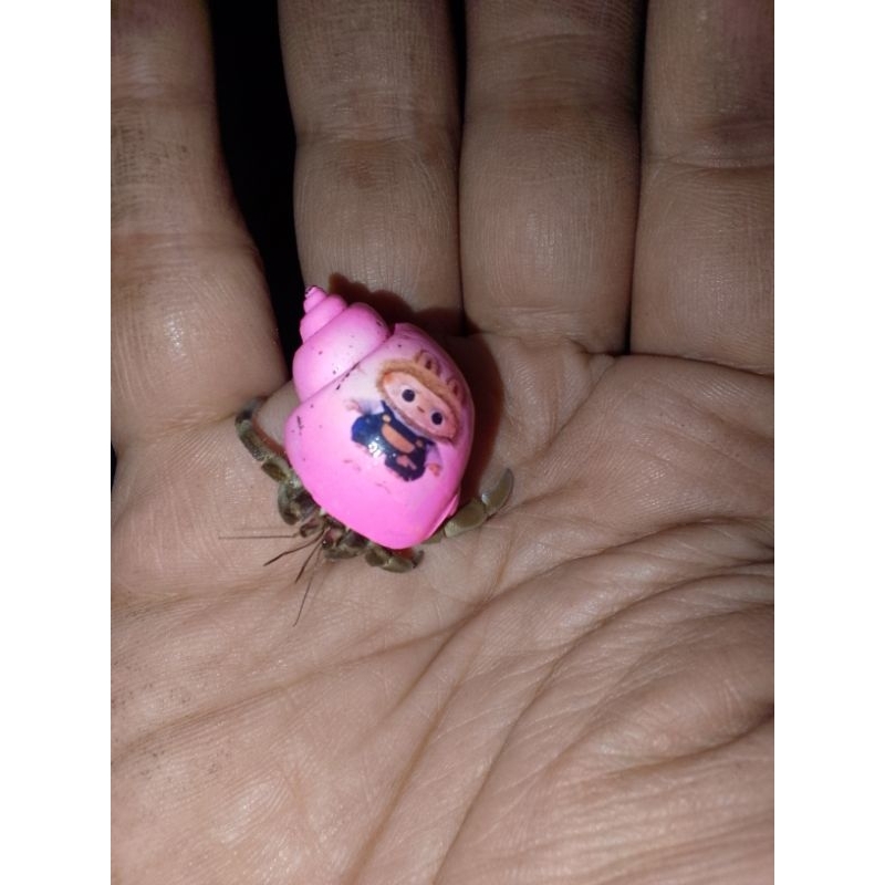 Kelomang Cangkang Labubu