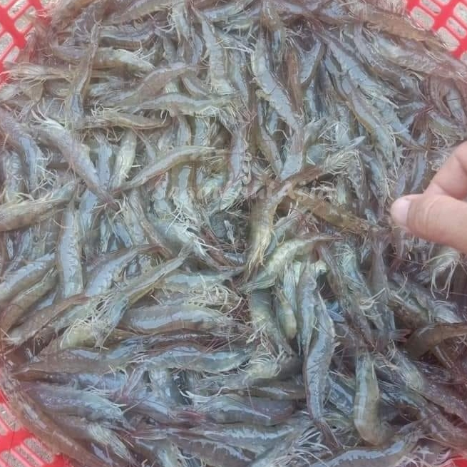 

Udang Vaname Segar Udang Vaname 110-120 Ekor Seafood Udang Laut Segar 1Kg