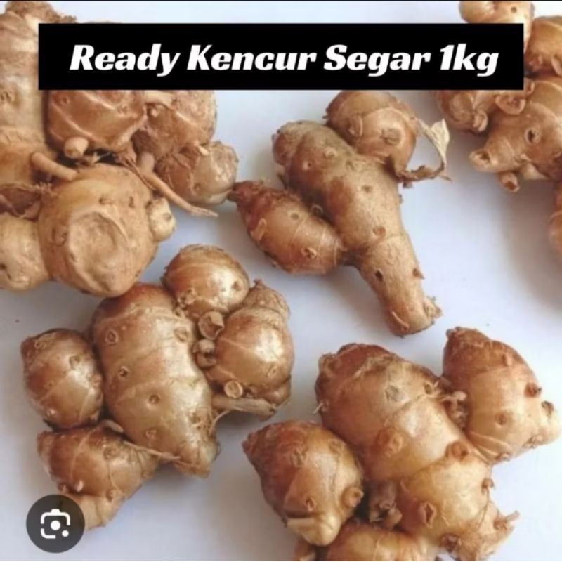 

Kencur Segar 1kg dan 500gr Kencur Asli Bumbu Seblak