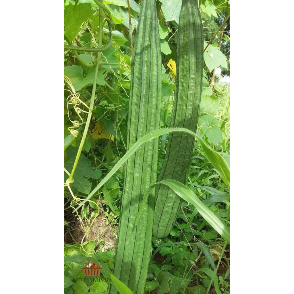 

INSTAN- GAMBAS/OYONG/ KARAWILA/ KRAWILA/ KERAWILA/ GAMBAS OYONG